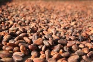 Essiccazione delle fave di cacao
