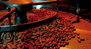 Torrefazione delle fave di cacao